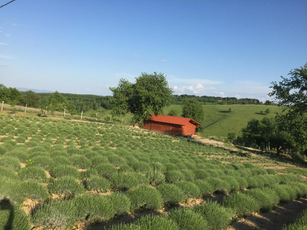 مبيت وإفطار Valea Tirnei Rose Hip Hill Farm المظهر الخارجي الصورة
