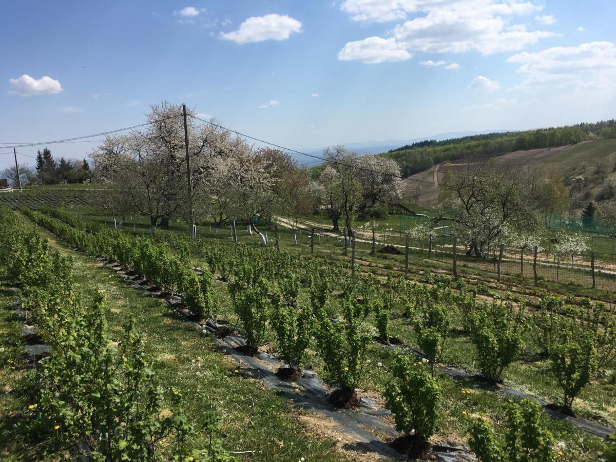 مبيت وإفطار Valea Tirnei Rose Hip Hill Farm المظهر الخارجي الصورة